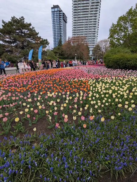 Field of colourful tulips with tall buildings in the distance